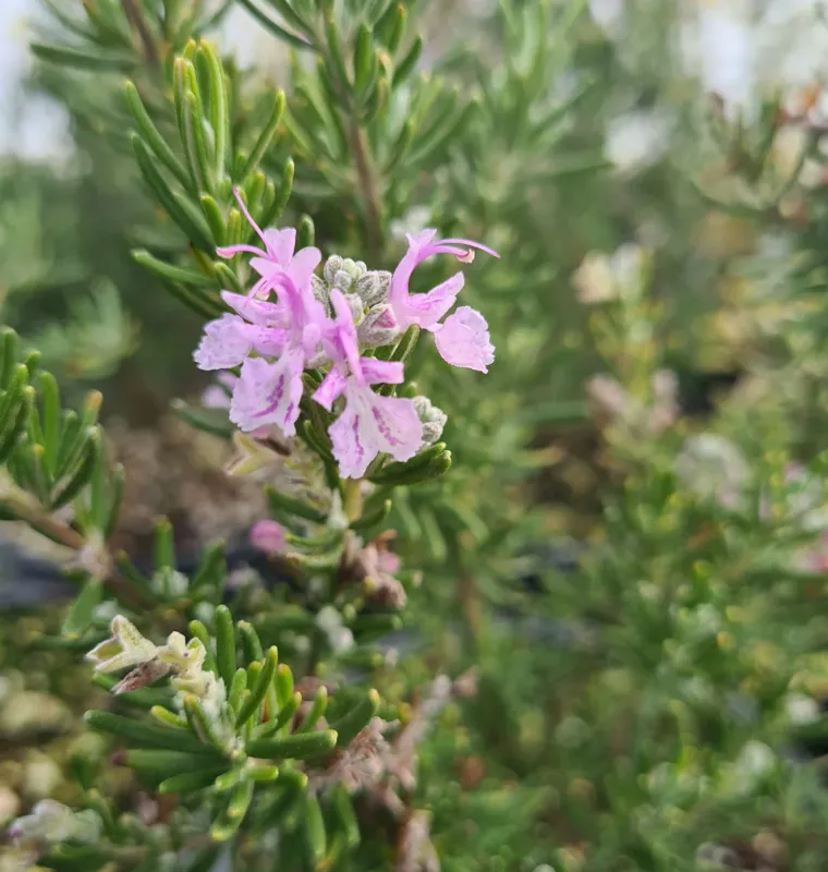 Rosmarino Rosa , Rosmarinus officinalis ‘Majorca Pink’ - vaso Ø14 cm