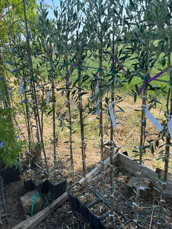 Olea europaea 'Uovo di Piccione' , Ulivo, Ulivo 'Uovo di Piccione' - vaso Ø15 cm