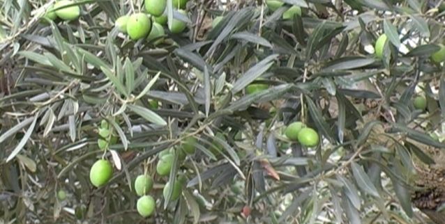 Olea europaea 'Uovo di Piccione' , Ulivo, Ulivo 'Uovo di Piccione' - vaso Ø15 cm