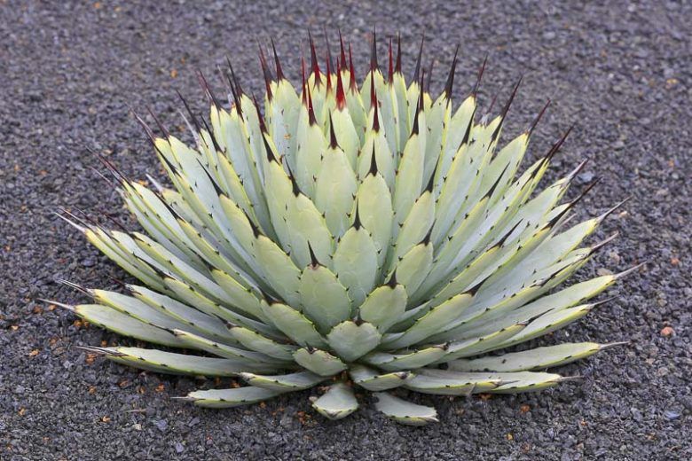 Agave Macroacantha - vaso Ø30 cm Agave Macroacantha - vaso Ø30 cm