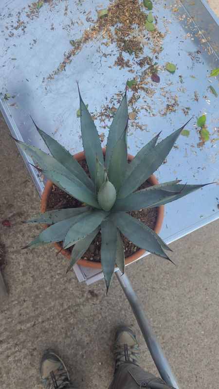 Agave Macroacantha - vaso Ø30 cm