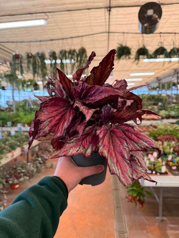 Begonia Rex 'McLauchlan' - vaso Ø12 cm