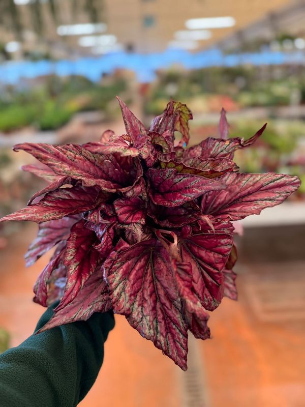 Begonia Rex 'McLauchlan' - vaso Ø12 cm