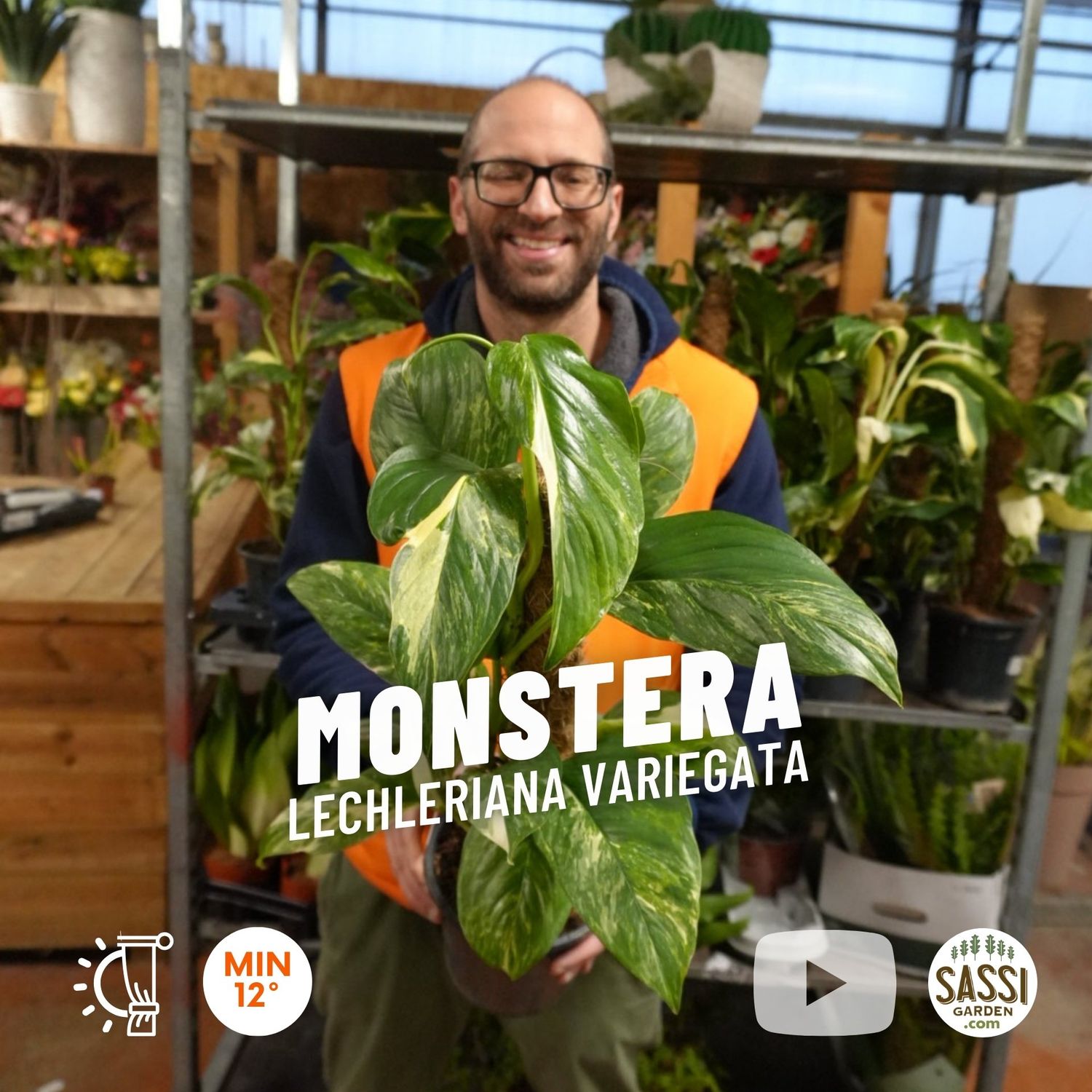 Monstera Lechleriana Variegata - vaso Ø17 cm Monstera Lechleriana Variegata - vaso Ø17 cm