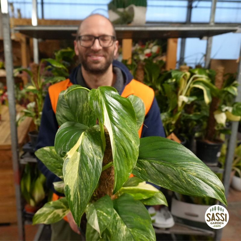 Monstera Lechleriana Variegata - vaso Ø17 cm