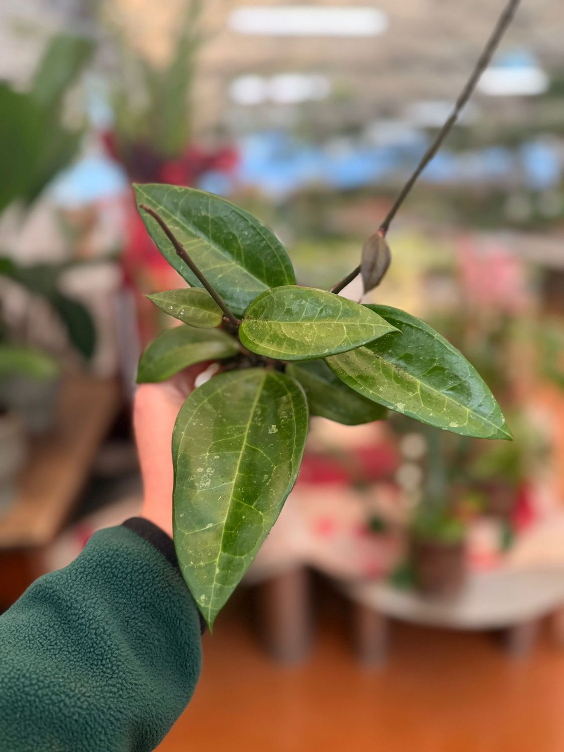 Hoya verticillata 'Hijau' - vaso Ø6 cm Hoya verticillata 'Hijau' - vaso Ø6 cm