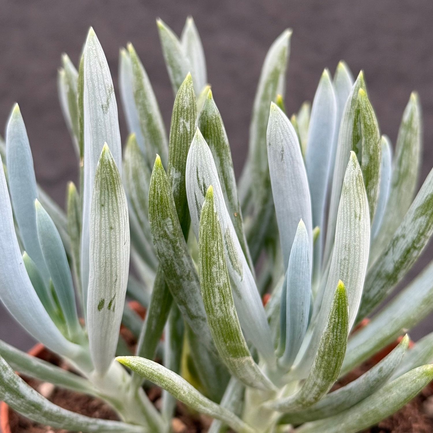 Kleinia neriifolia, Senecio kleinia - vaso Ø8 cm
