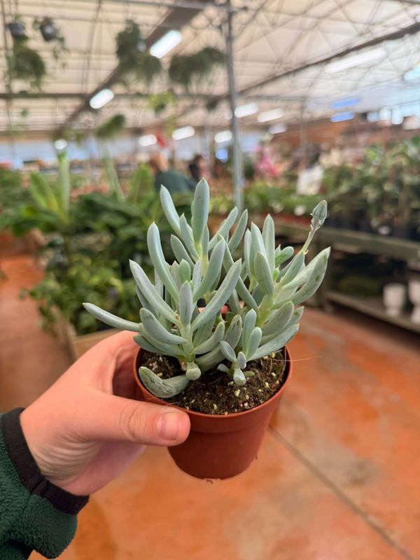 Kleinia neriifolia, Senecio kleinia - vaso Ø8 cm