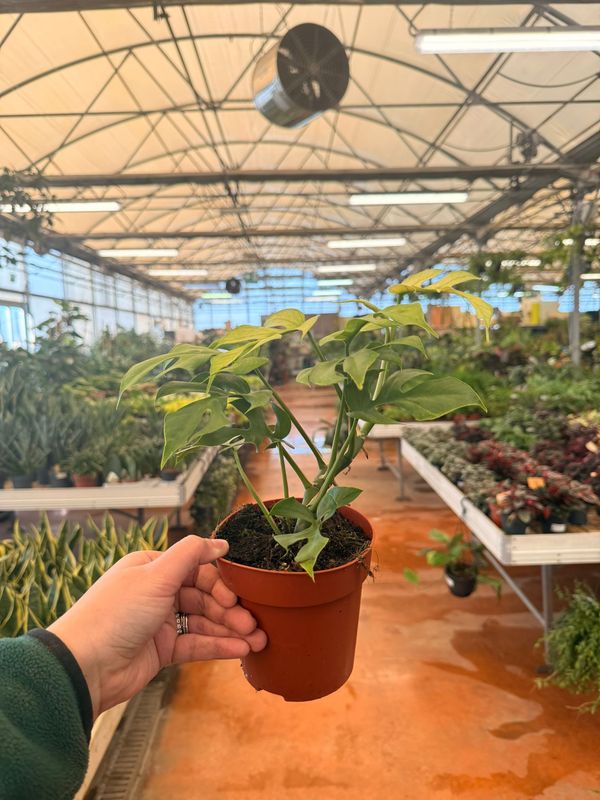 Monstera Minima, Rhaphidophora Tetrasperma Goldrush - vaso Ø12 cm