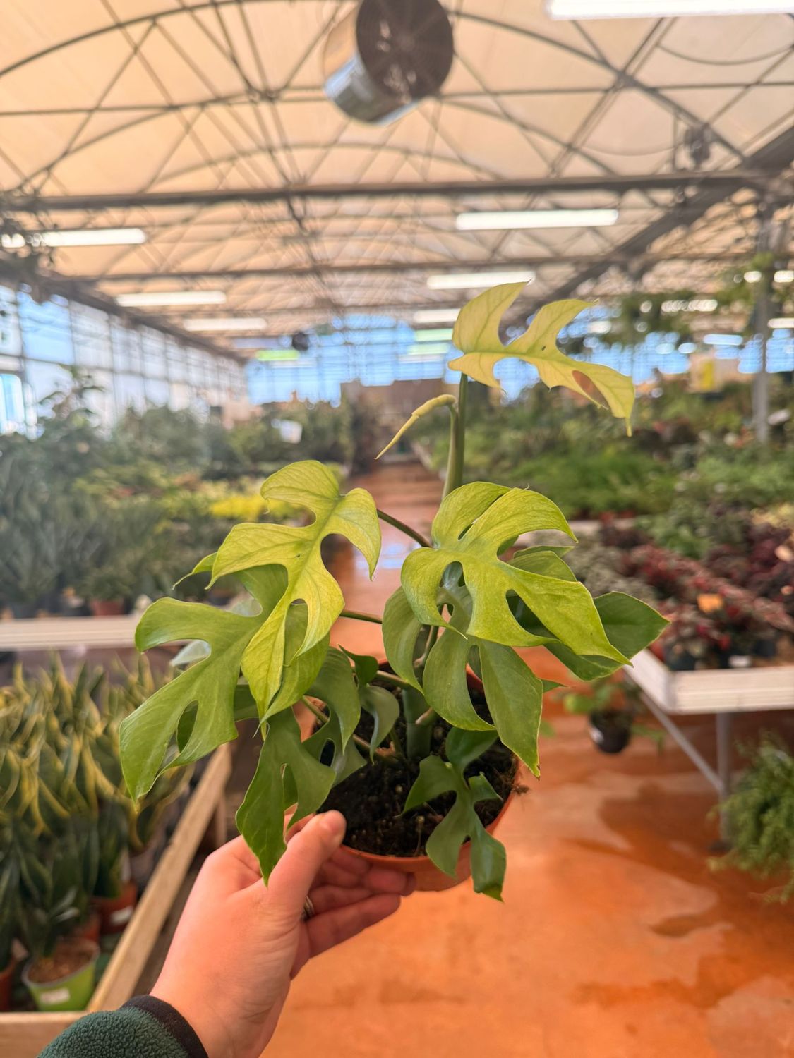 Monstera Minima, Rhaphidophora Tetrasperma Goldrush - vaso Ø12 cm Monstera Minima, Rhaphidophora Tetrasperma Goldrush - vaso Ø12 cm