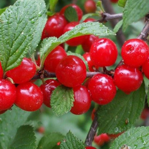 Prunus Tomentosa, Ciliegia di Nanchino - vaso Ø17 cm