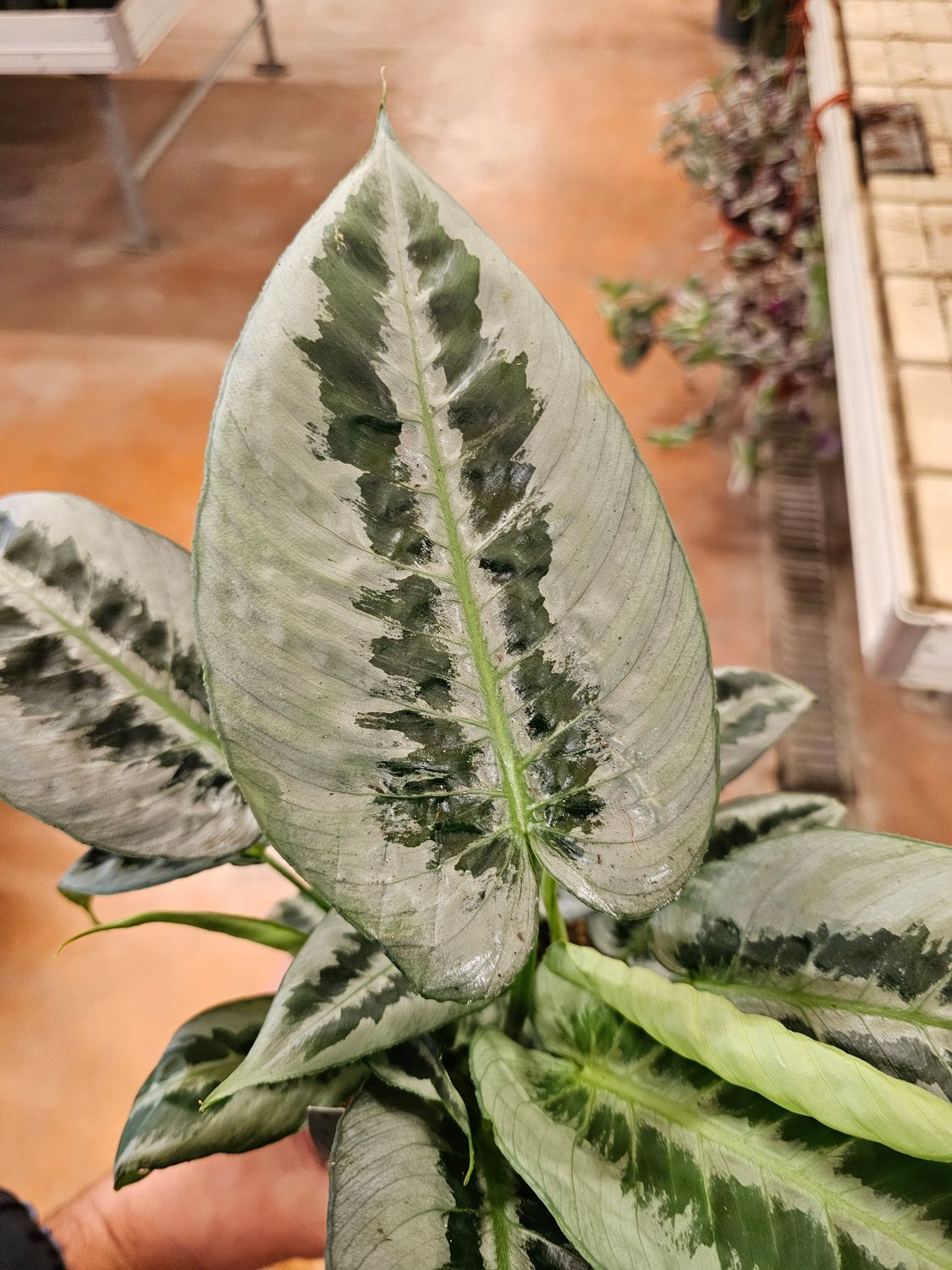 Schismatoglottis wallichii - vaso Ø14 cm