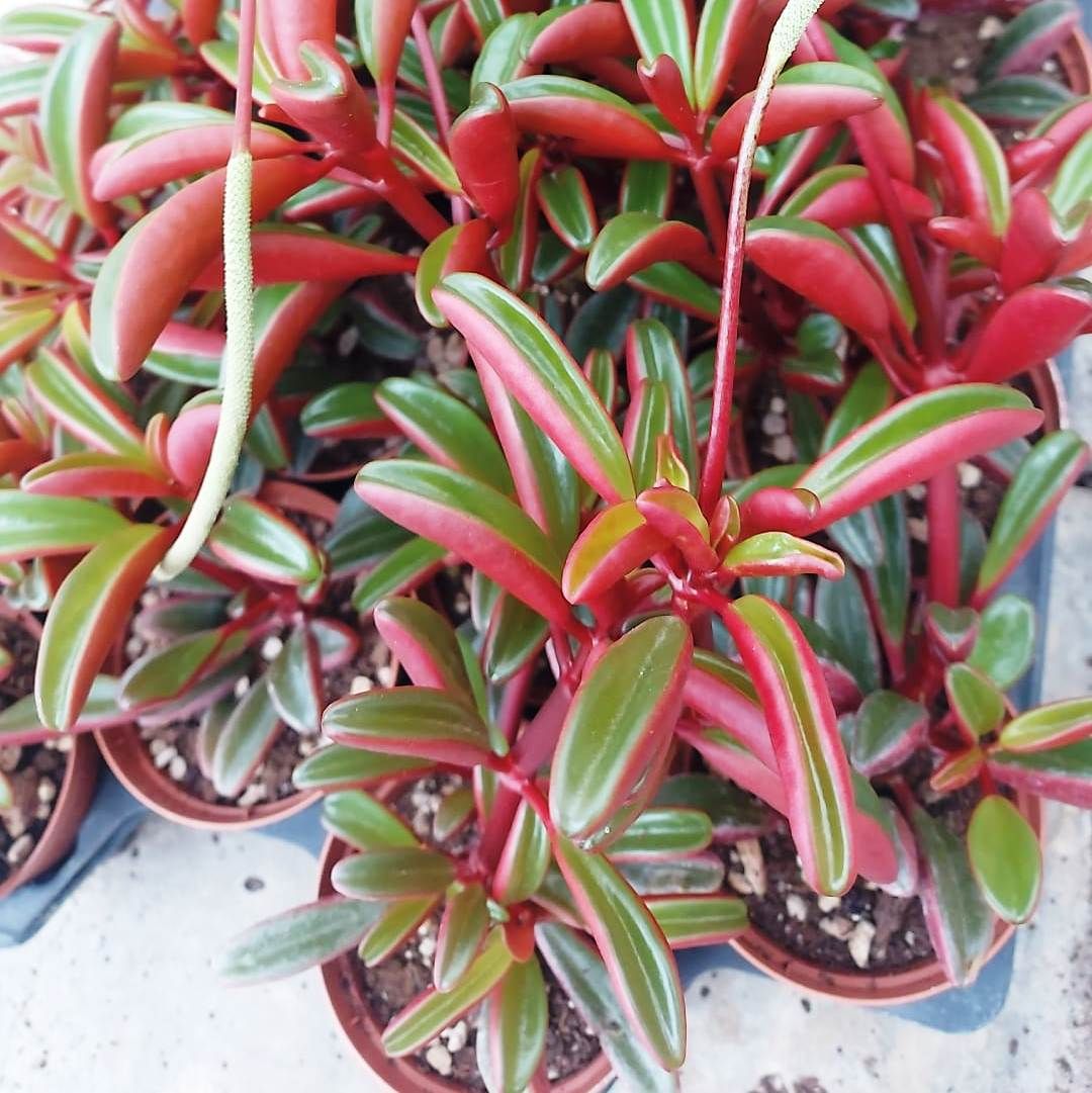 Peperomia Graveolens - vaso Ø5,5 cm Peperomia Graveolens - vaso Ø5,5 cm