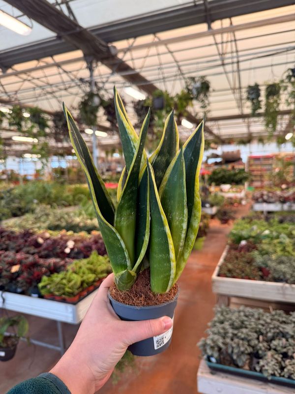 Sansevieria trifasciata 'Gold Flame' - vaso Ø9 cm