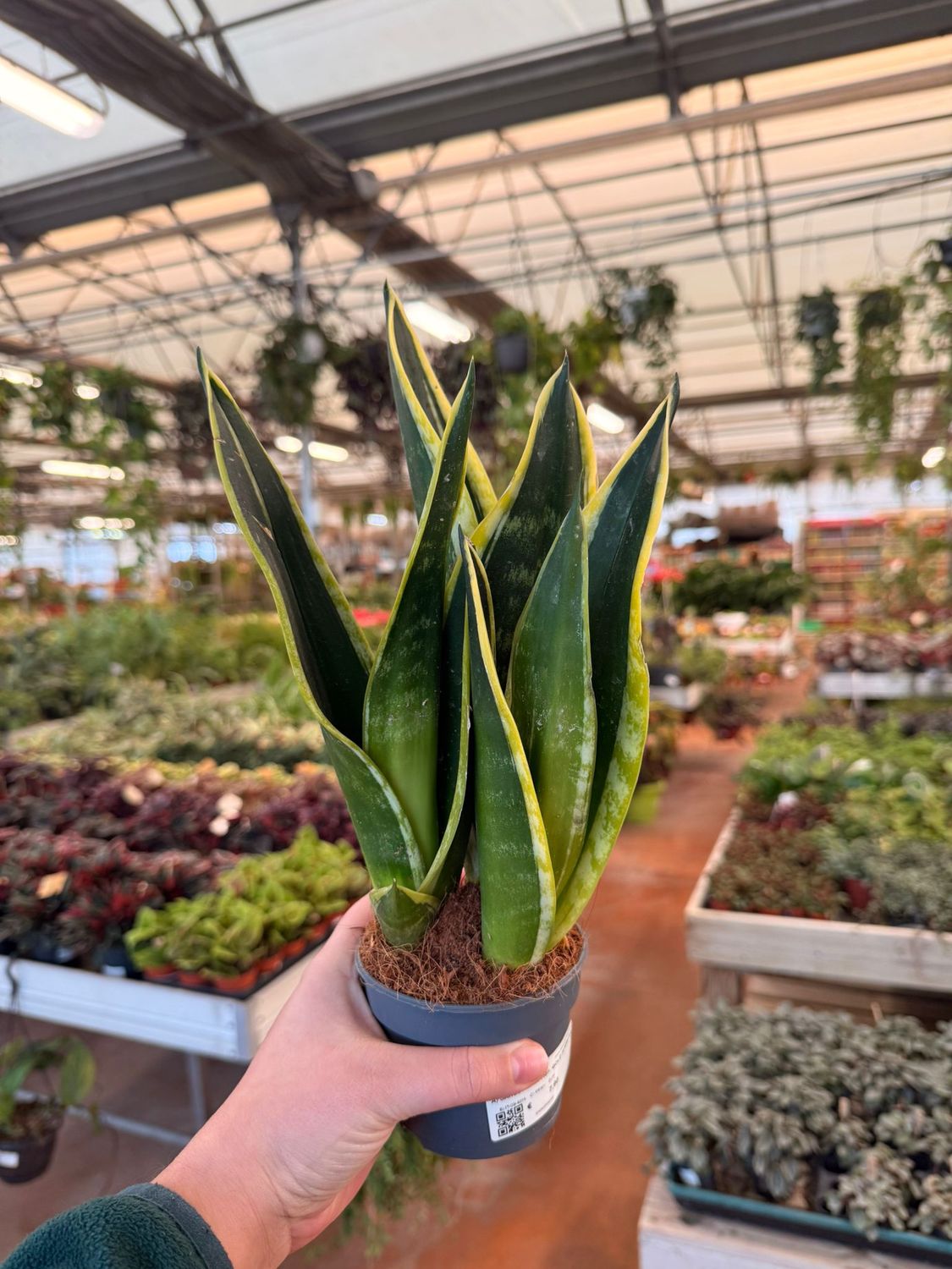 Sansevieria Golden Flame 30-40cm - Pianta Da Interno Variegata, Facile Da Curare