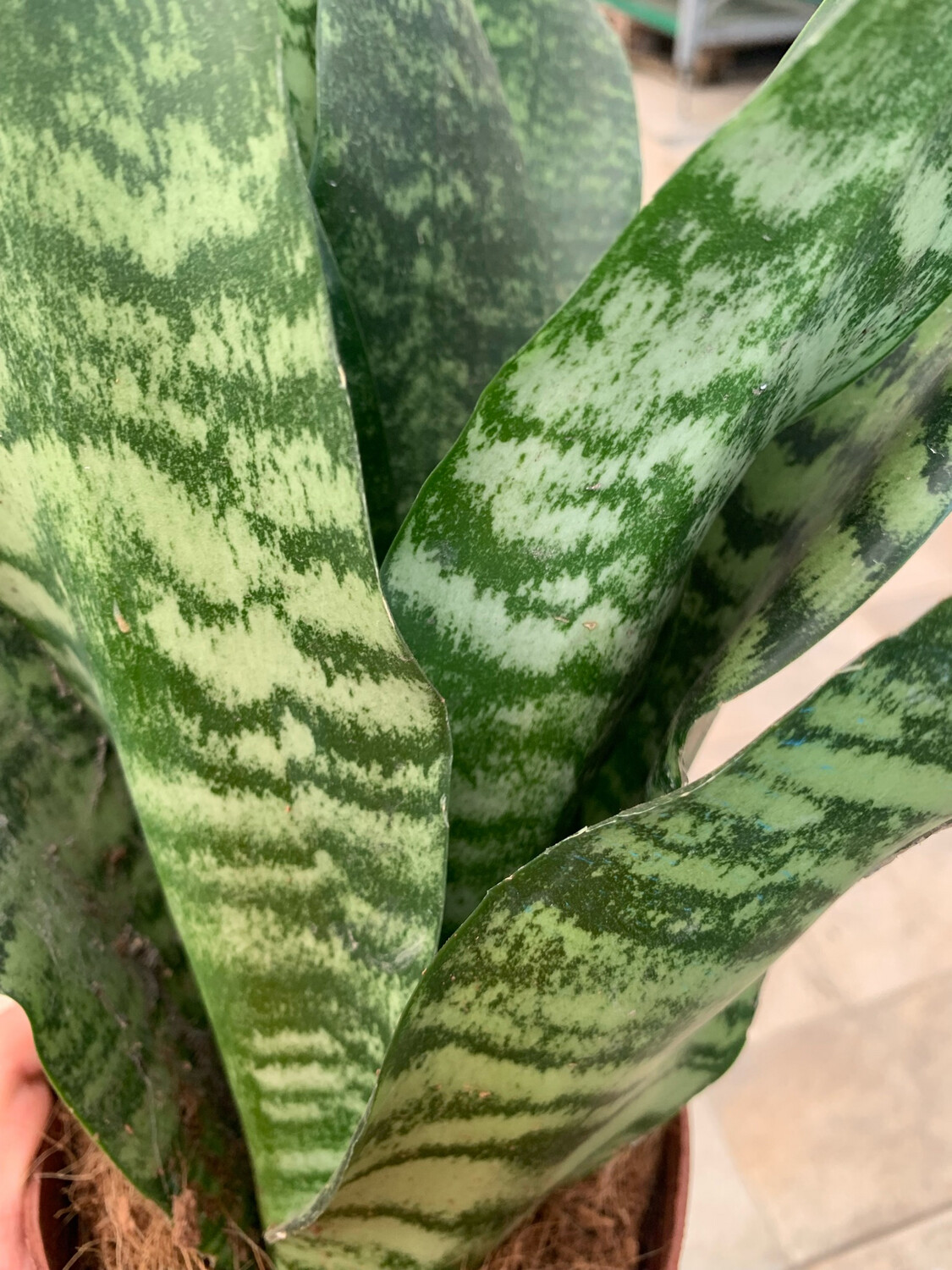 Sansevieria zeylanica, zeilanica - vaso Ø12 cm