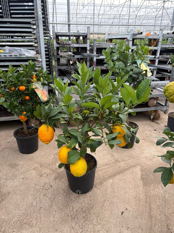 Citrus x aurantium var. pigmentata - Limone Rosso  - vaso Ø21 cm