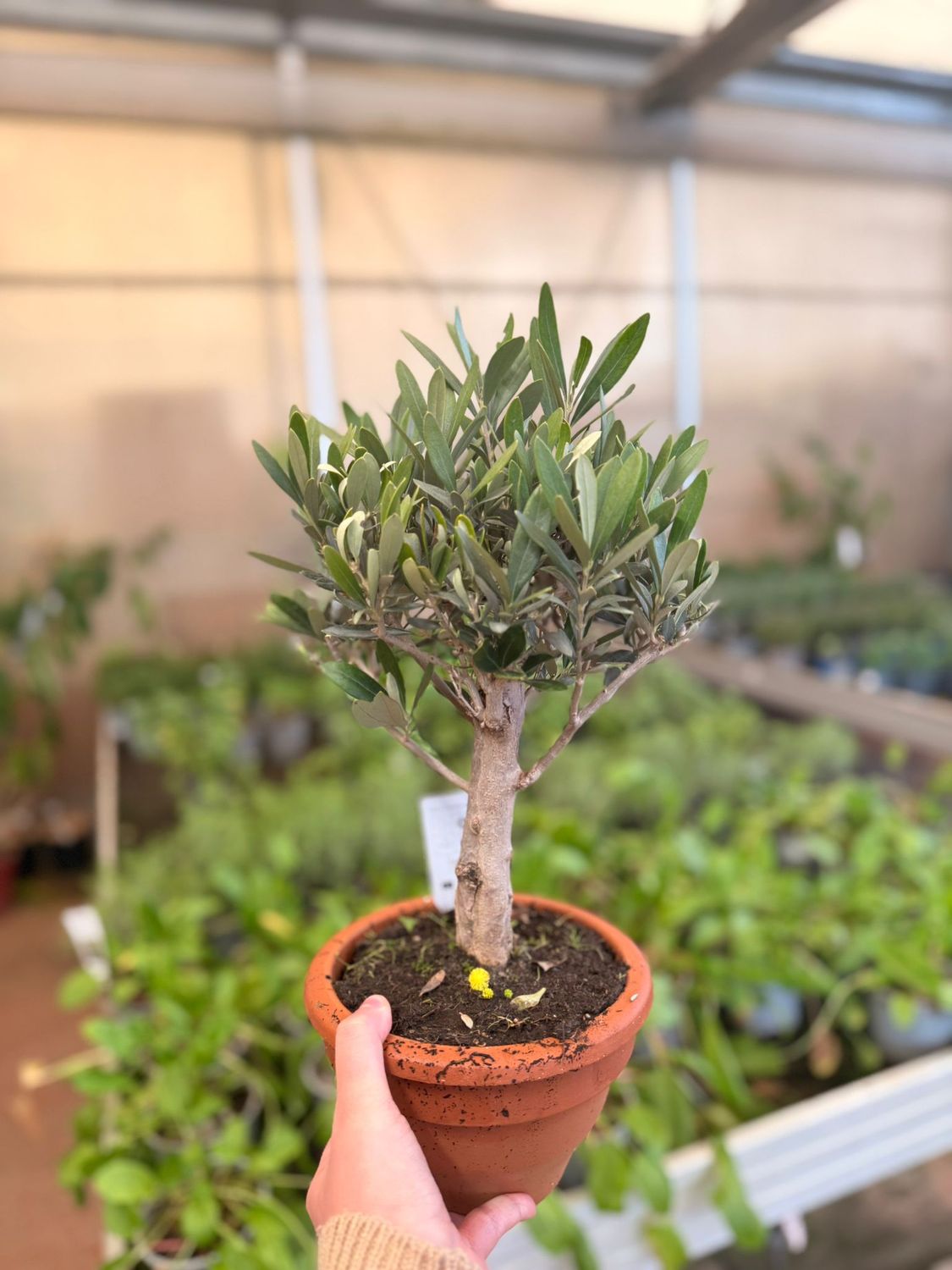 Olivo Bonsai, Ulivo. Ulivetto, Olea europaea - vaso 17 cm