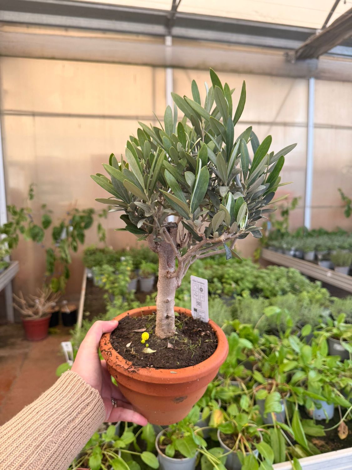 Olivo Bonsai, Ulivo. Ulivetto, Olea europaea - vaso Ø17 cm