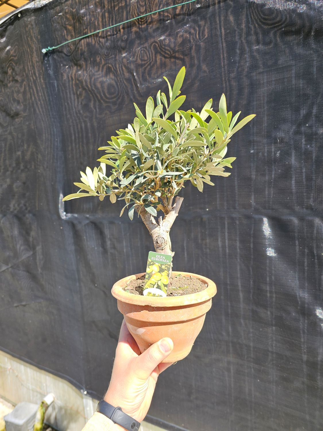 Olivo Bonsai, Ulivo. Ulivetto, Olea europaea - vaso 17 cm
