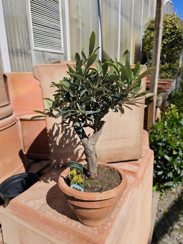 Olivo Bonsai, Ulivo. Ulivetto, Olea europaea - vaso Ø17 cm
