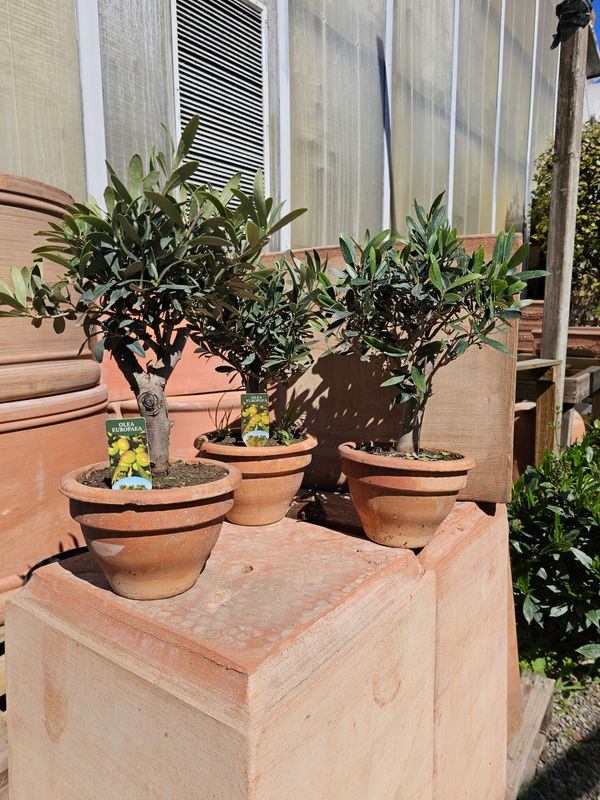 Olivo Bonsai, Ulivo. Ulivetto, Olea europaea - vaso Ø17 cm