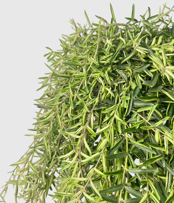 Aeschynanthus 'Green Star', Eschinanto, pianta rossetto - Basket Ø14 cm Aeschynanthus 'Green Star', Eschinanto, pianta rossetto - Basket Ø14 cm