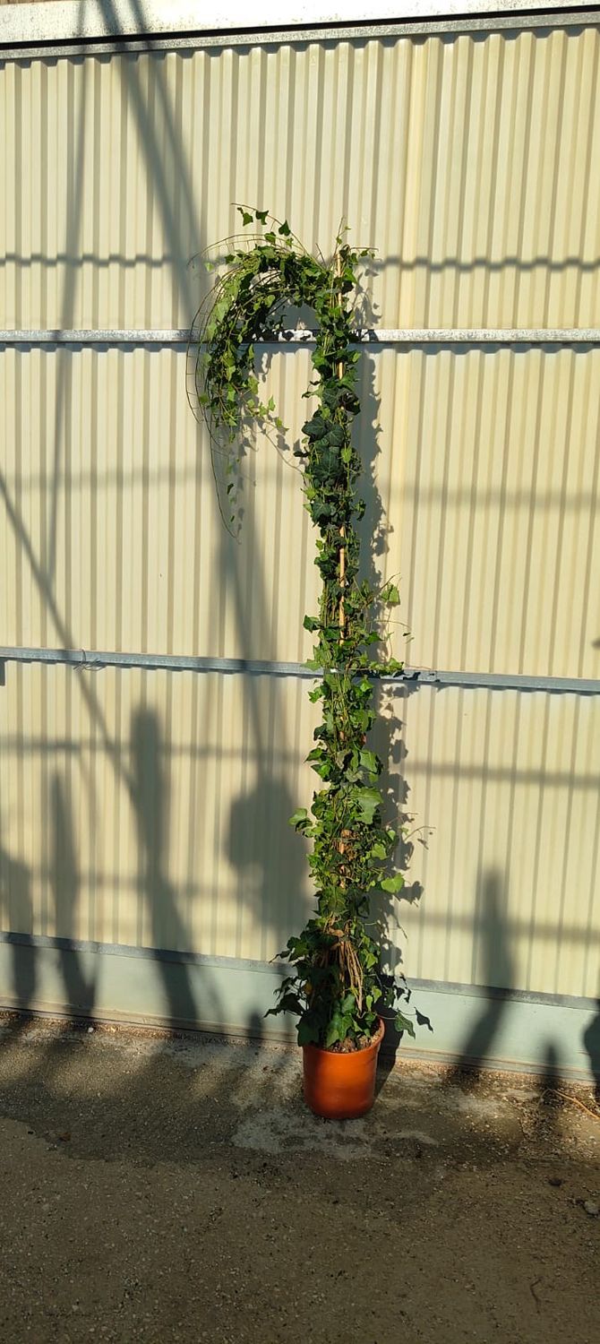 Hedera Hibernica, Edera, 3 canne - vaso Ø27 cm, H 250 cm