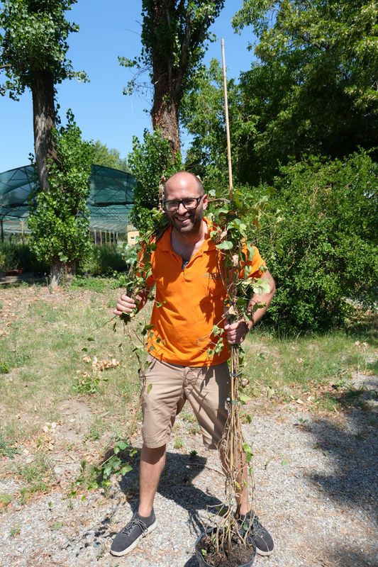 Hedera Hibernica, Edera, 3 canne - vaso Ø27 cm, H 250 cm ( la pianta verrà spedita senza canne o con le canne tagliate ) Hedera Hibernica, Edera, 3 canne - vaso Ø27 cm, H 250 cm ( la pianta verrà spedita senza canne o con le canne tagliate )