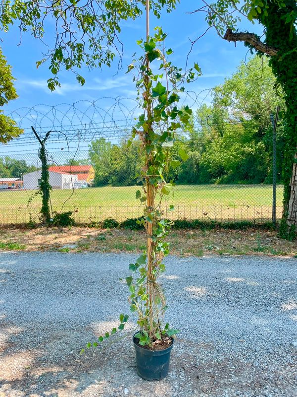 Hedera Hibernica, Edera, 3 canne - vaso Ø27 cm, H 250 cm ( la pianta verrà spedita senza canne o con le canne tagliate )