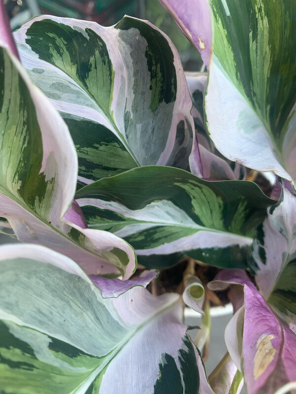 Calathea Fusion White - vaso Ø6 cm Baby plant