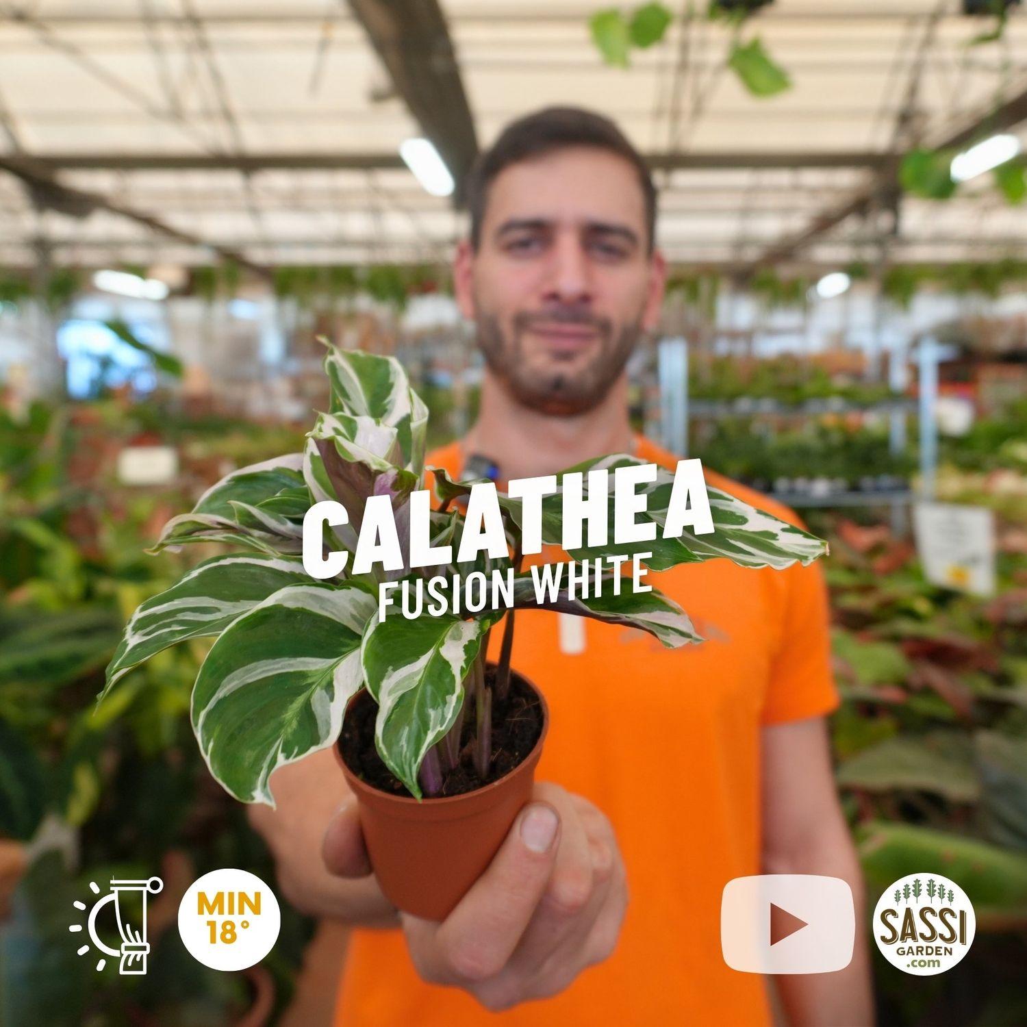 Calathea Fusion White - vaso Ø6 cm Baby plant Calathea Fusion White - vaso Ø6 cm Baby plant