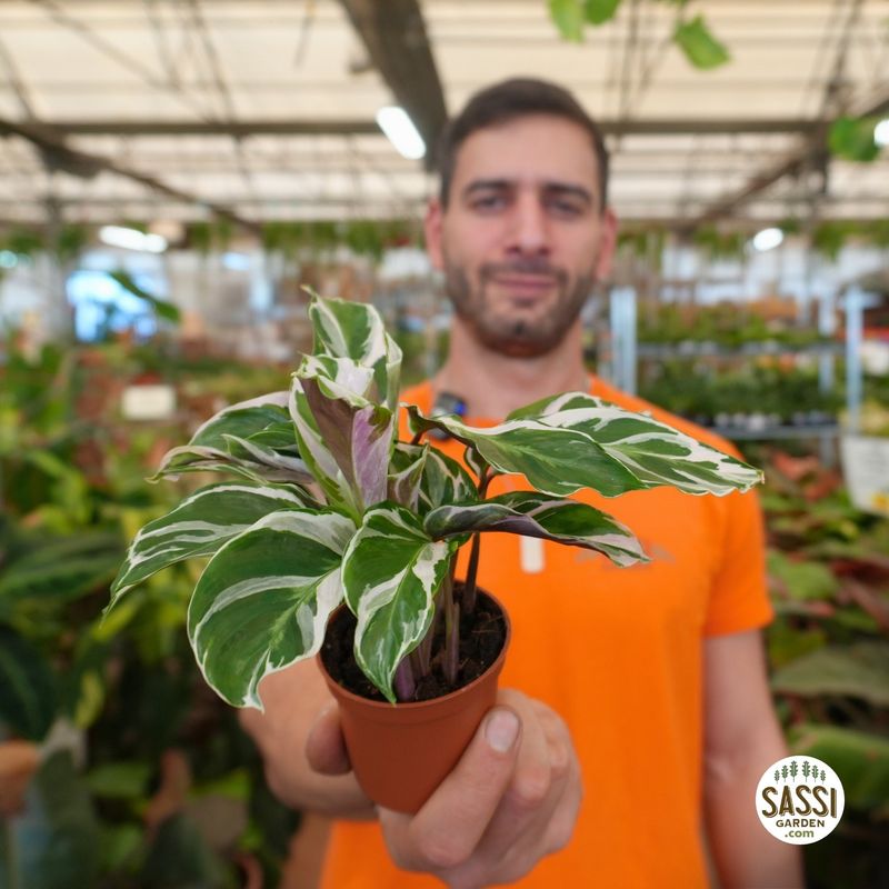 Calathea Fusion White - vaso Ø6 cm Baby plant