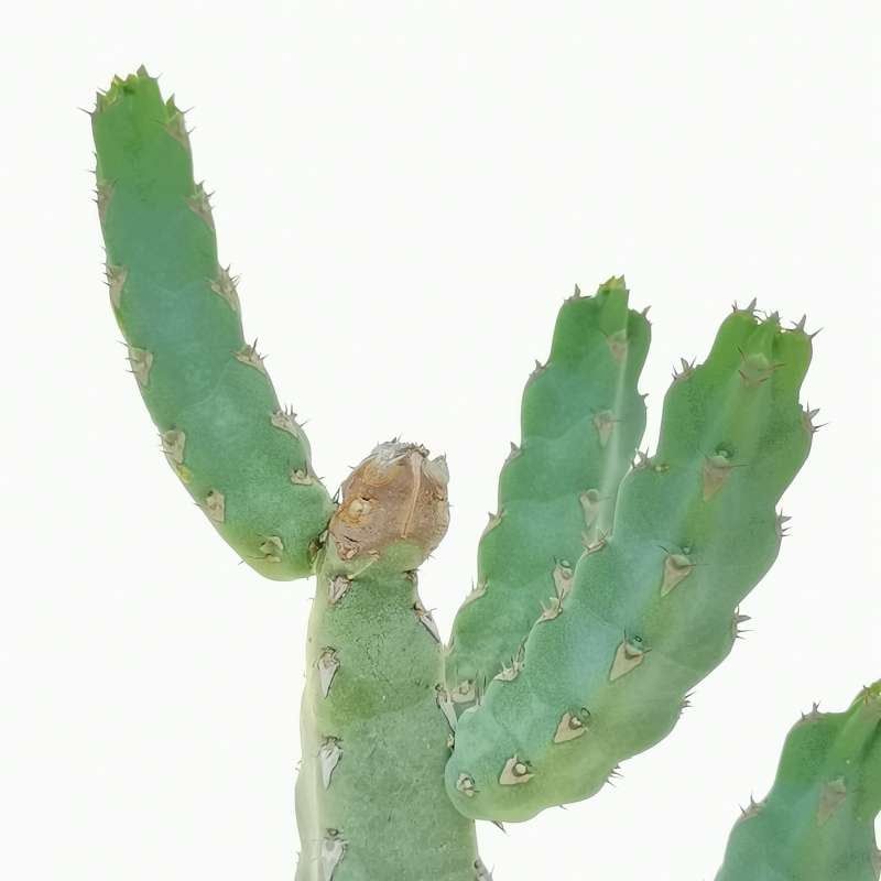 Euphorbia Debilispina - vaso Ø13 cm Euphorbia Debilispina - vaso Ø13 cm