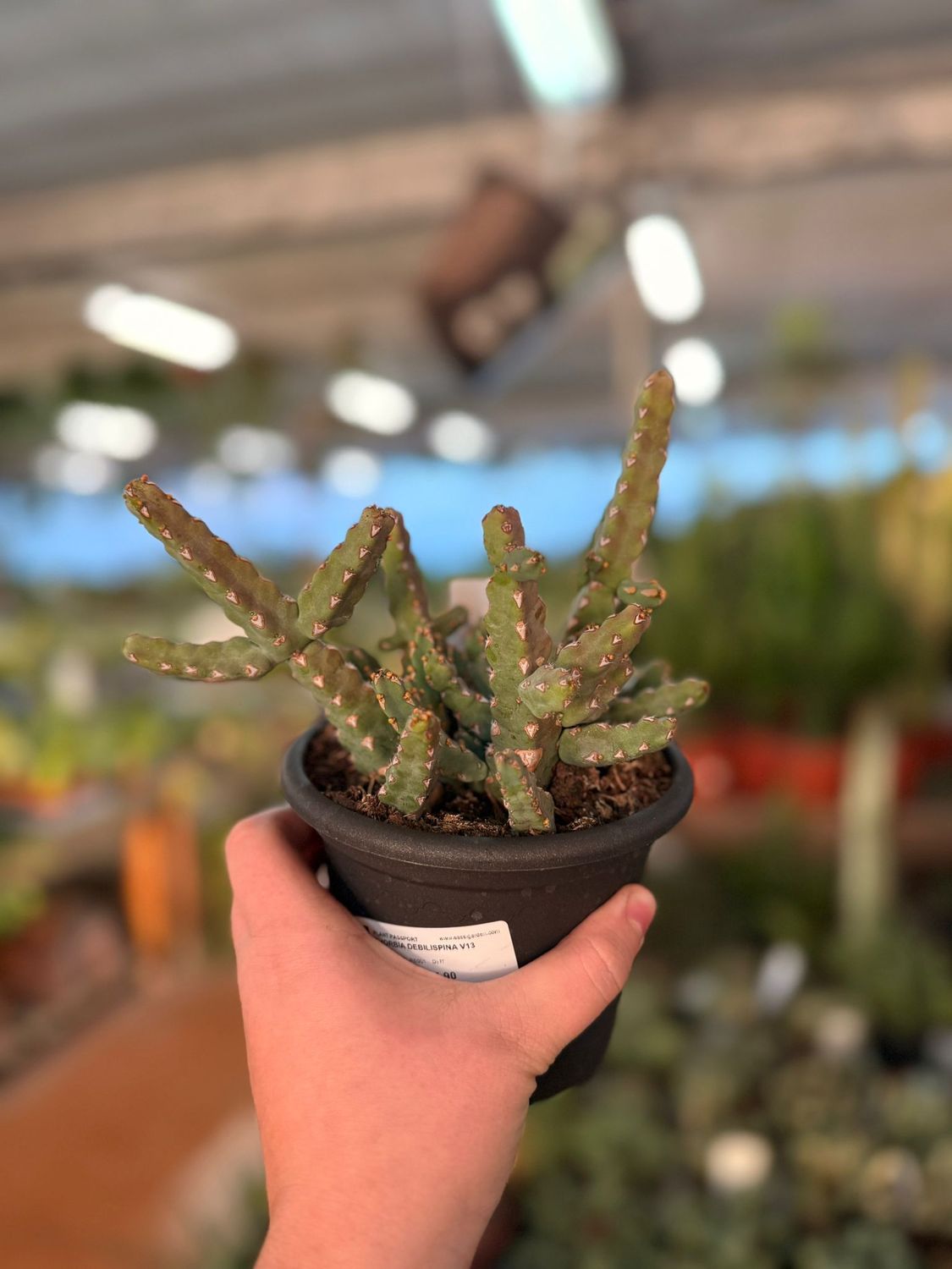 Euphorbia Debilispina - vaso Ø13 cm Euphorbia Debilispina - vaso Ø13 cm
