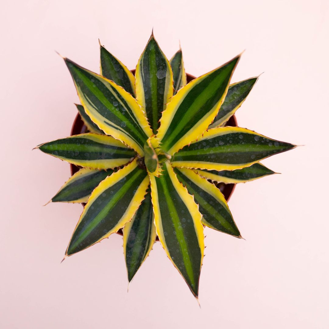 Agave Lophantha variegata, Pianta Succulenta,Pianta Grassa - vaso Ø17 cm
