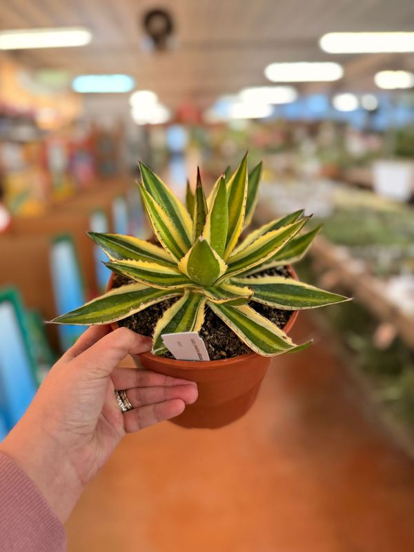 Agave Lophantha variegata, Pianta Succulenta,Pianta Grassa - vaso Ø17 cm