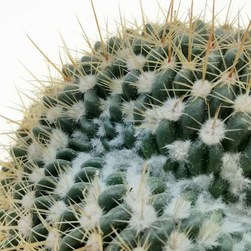 Notocactus Roseoluteus- vaso Ø13 cm Notocactus Roseoluteus- vaso Ø13 cm