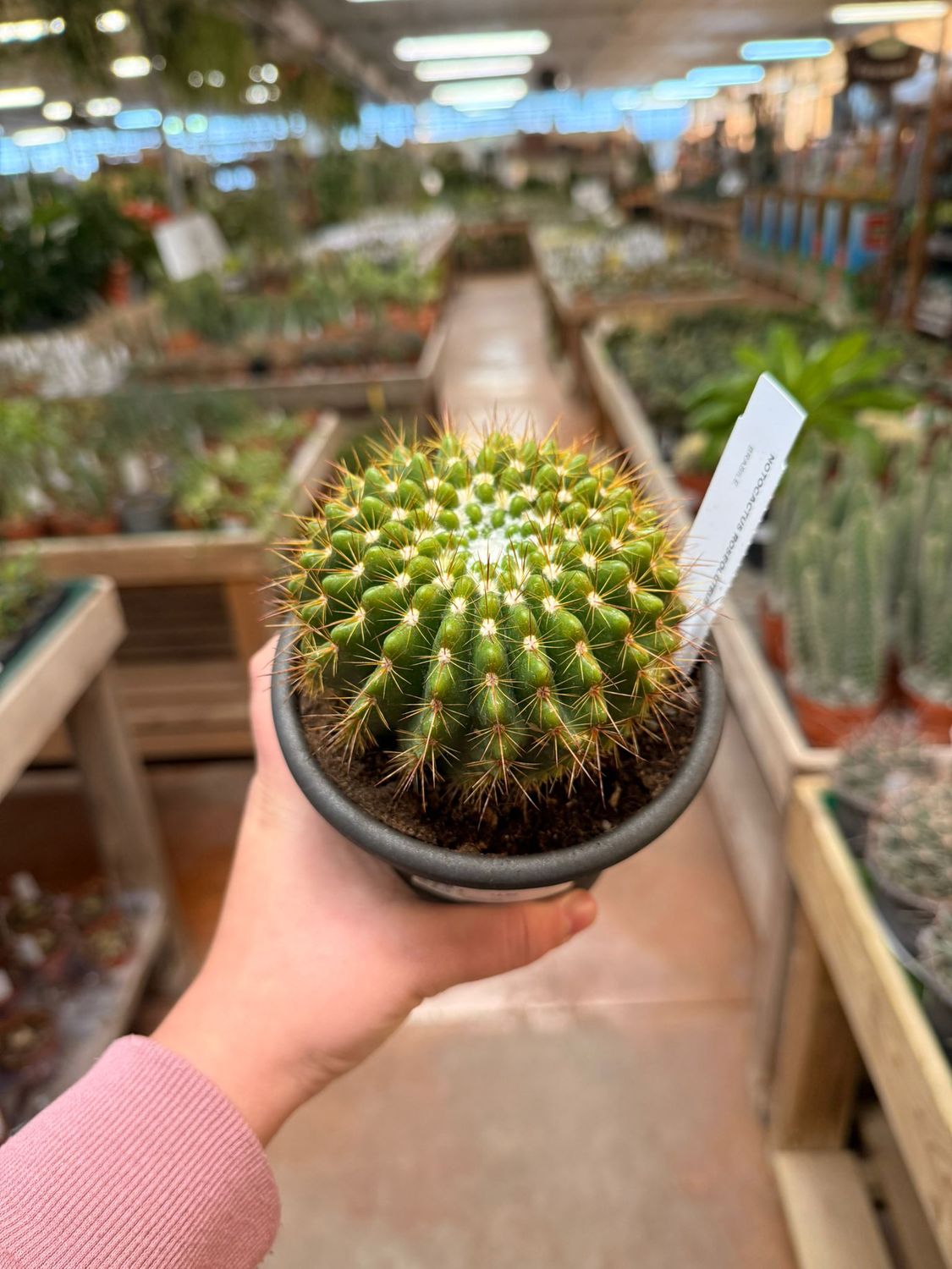 Notocactus Roseoluteus- vaso Ø13 cm