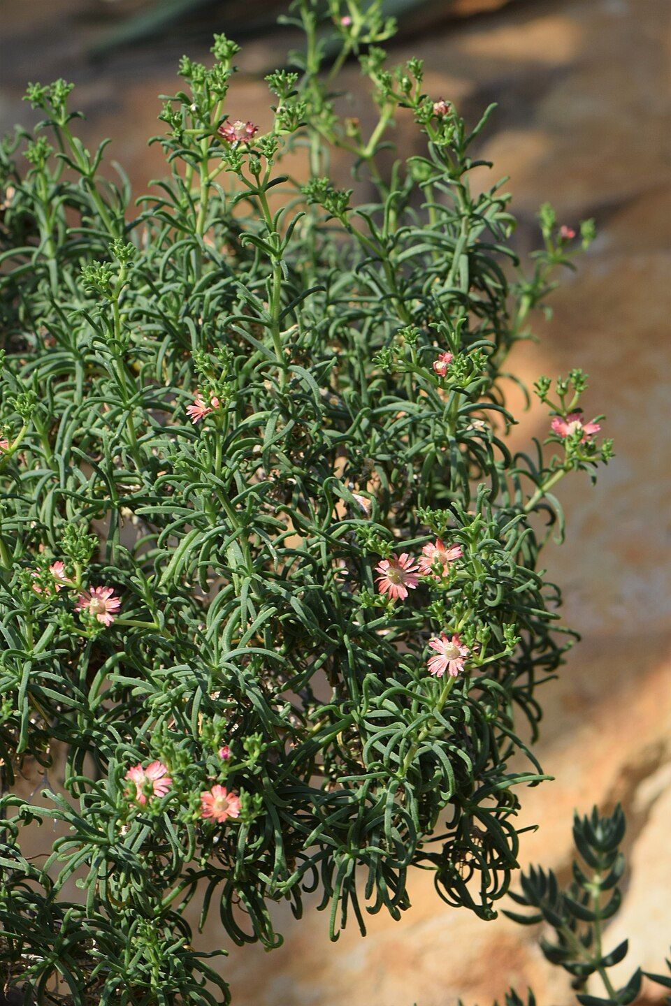 Mestoklema tuberosa - vaso Ø10.5 cm Mestoklema tuberosa - vaso Ø10.5 cm