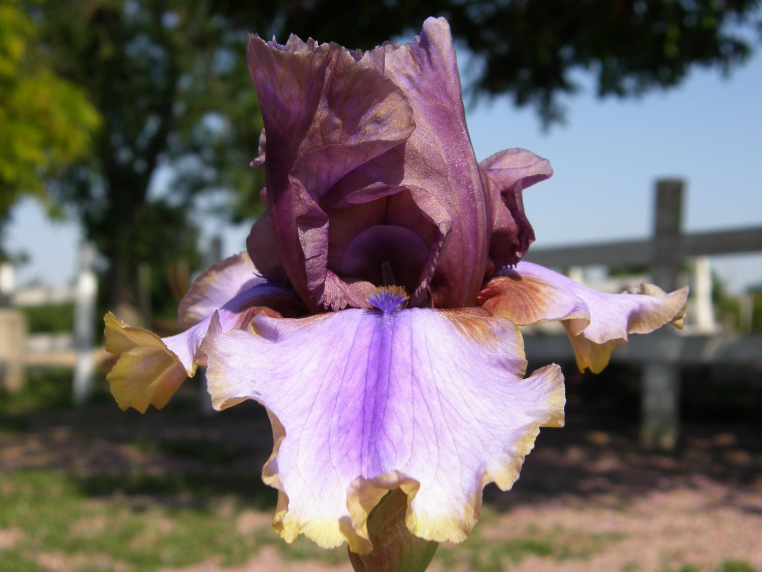 Iris Germanica 'American Maid' - vaso Ø17 cm