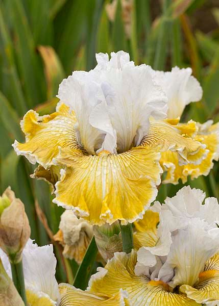 Iris Germanica 'Baby I love you' - vaso Ø17 cm