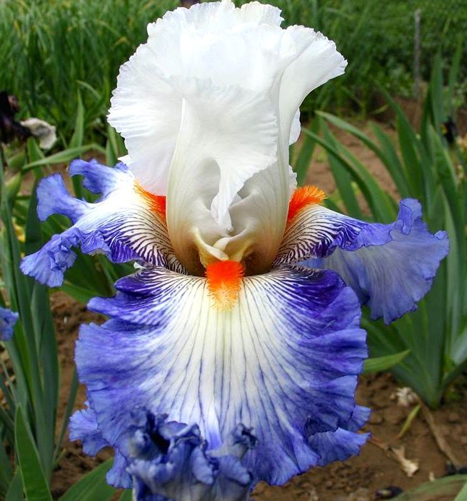 Iris Germanica 'Guardian's Fire' - vaso Ø17 cm Iris Germanica 'Guardian's Fire' - vaso Ø17 cm