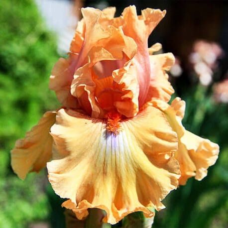 Iris Germanica 'Amber Essence' - vaso Ø17 cm
