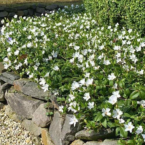Vinca minor alba " Gertude Jekyll " fiore bianco, pervinca - vaso Ø18 cm Vinca minor alba " Gertude Jekyll " fiore bianco, pervinca - vaso Ø18 cm