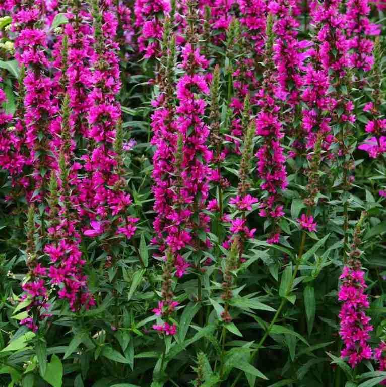 Lythrum Salicaria, salcerella - vaso Ø18 cm