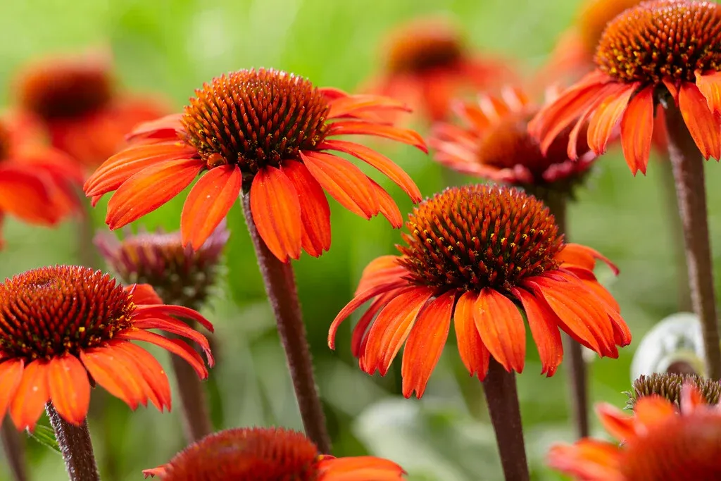 Echinacea purpurea 'Sunseeker Red' - vaso Ø17 cm Echinacea purpurea 'Sunseeker Red' - vaso Ø17 cm