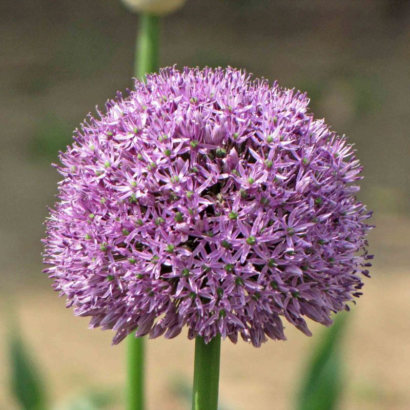 Allium giganteum Gladiator - vaso Ø18 cm
