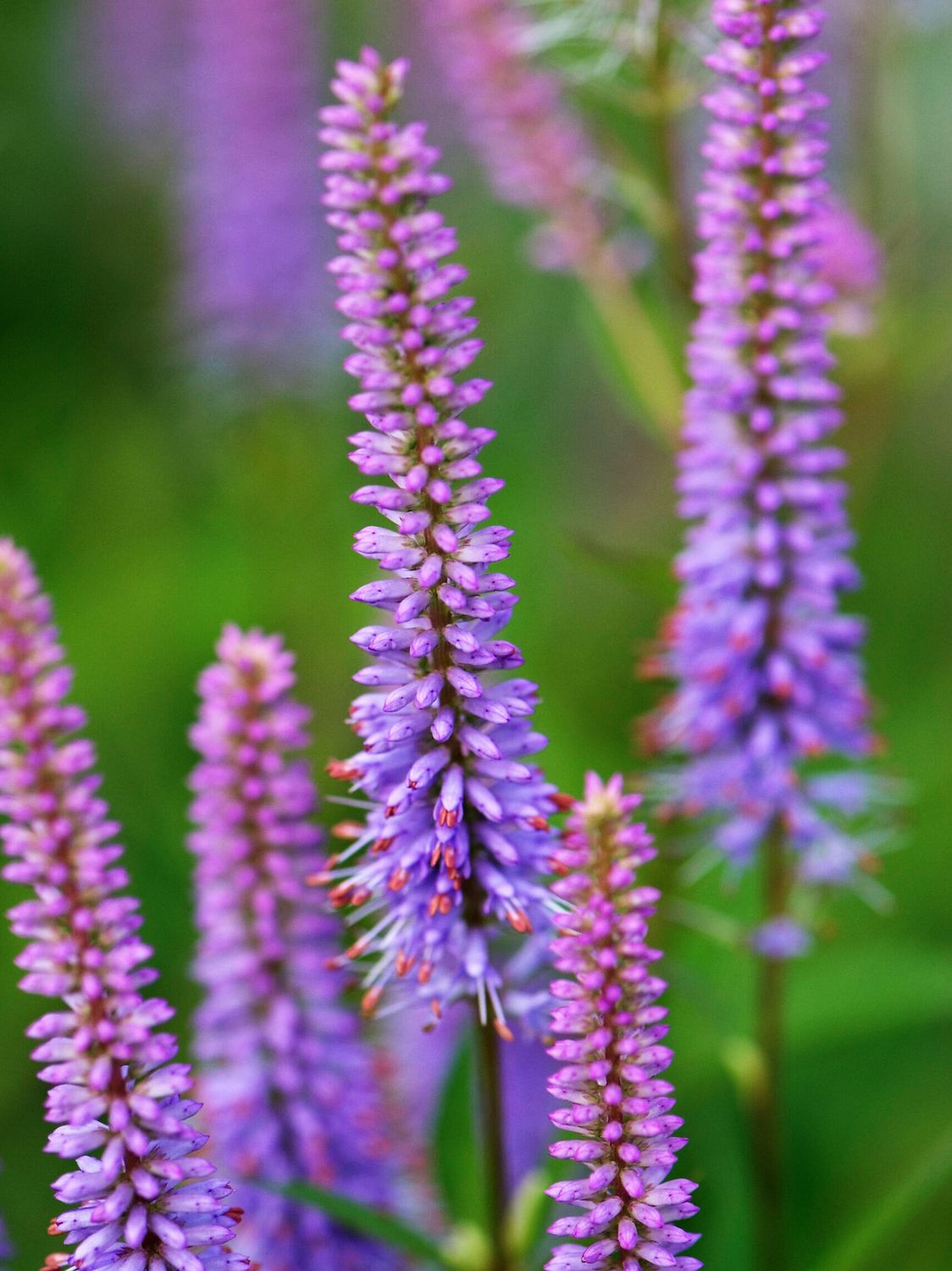Veronicastrum virginicum - vaso Ø18 cm Veronicastrum virginicum - vaso Ø18 cm