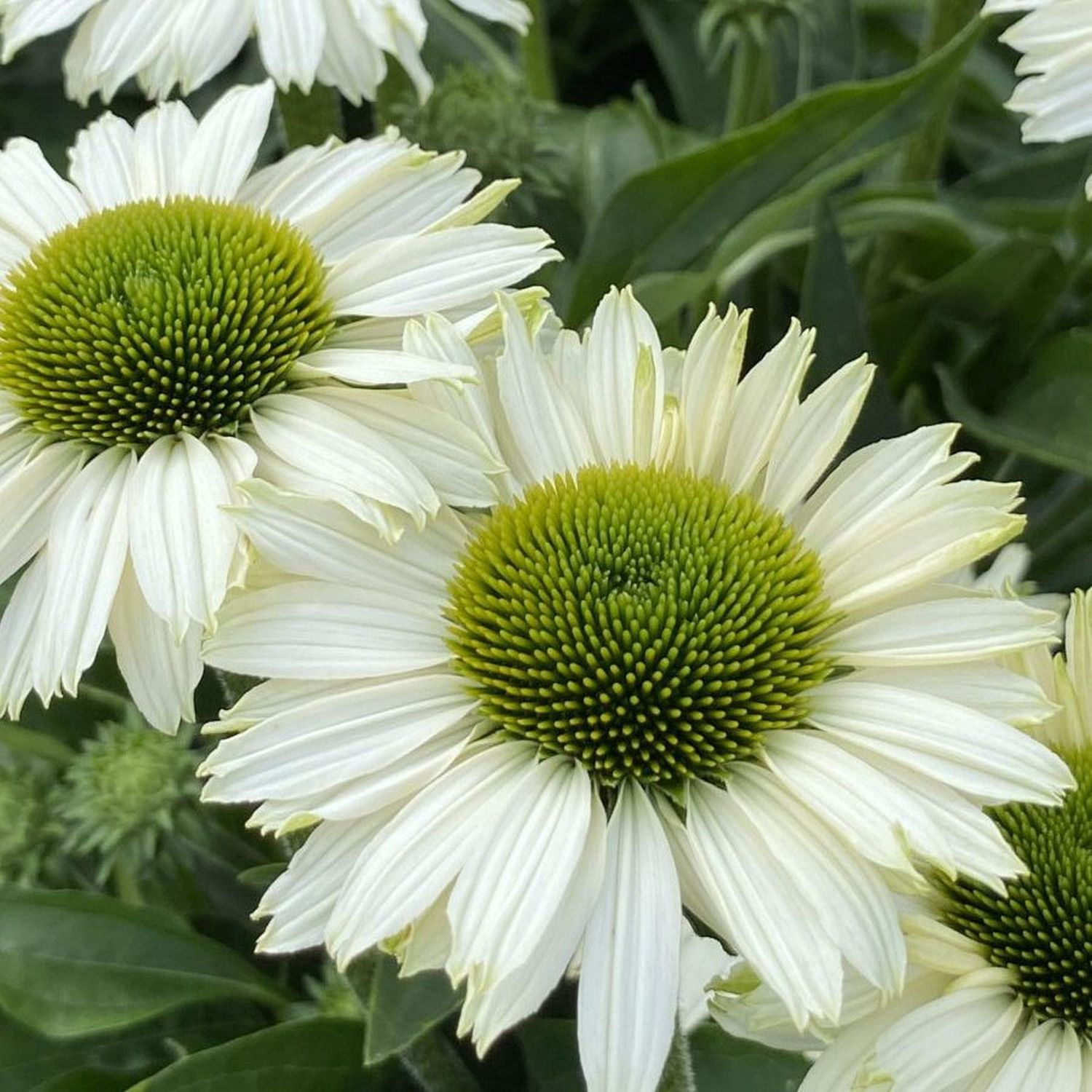 Echinacea purpurea 'Sunseekers White Perfection' - vaso Ø17 cm Echinacea purpurea 'Sunseekers White Perfection' - vaso Ø17 cm
